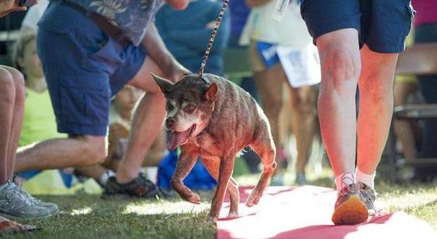 Quasi Modo trionfa al concorso di "bellezza", eletto il cane più brutto del mondo