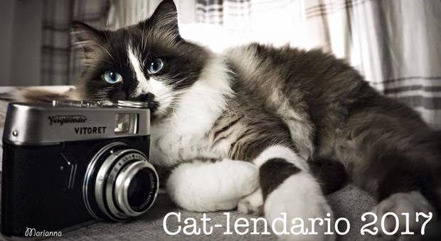 Le immagini più curiose dei gatti vicentini finiranno nel cat-lendario 2017