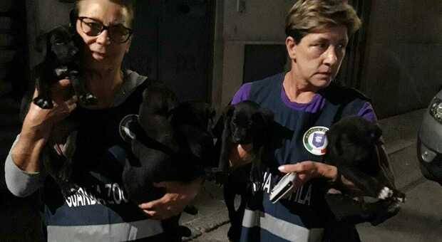 Cuccioli di cane abbandonati sui binari: salvati dai volontari a Torre del Greco