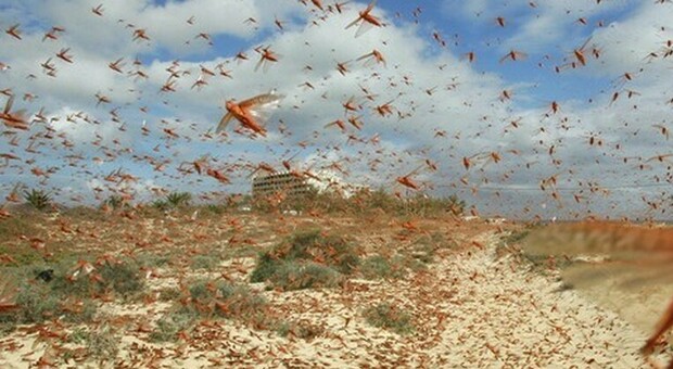 Cavallette all'assalto in Riviera: spiagge invase dagli insetti e i bagnanti si danno alla fuga