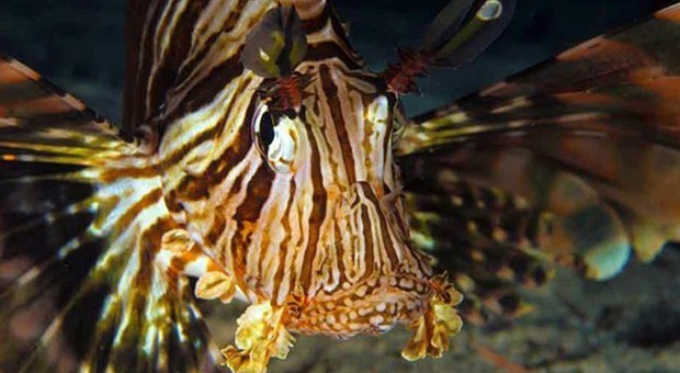 Attenti: questo pesce è un killer e nuota nelle acque del Mediterraneo