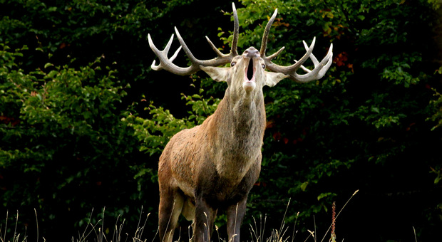 Parco nazionale dei monti Sibillini: al via il 6 ottobre il censimento del cervo