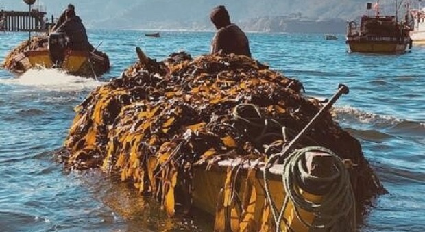 Pescatori di alghe in Patagonia