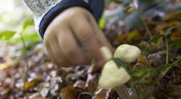 Raccogliere funghi nel Bellunese: ecco come chiedere i permessi