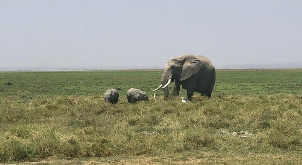 Kenya, baby boom di elefanti: da inizio pandemia sono nati 140 nuovi cuccioli