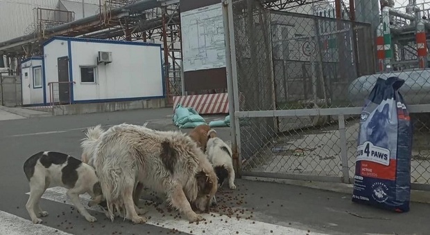 «Chernobyl, i cani hanno subìto mutazioni genetiche»: lo studio 37 anni dopo l'incidente nucleare