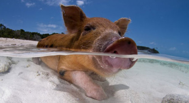 Pig Beach, alle Bahamas l'isola dei maiali: s'abbronzano con i turisti