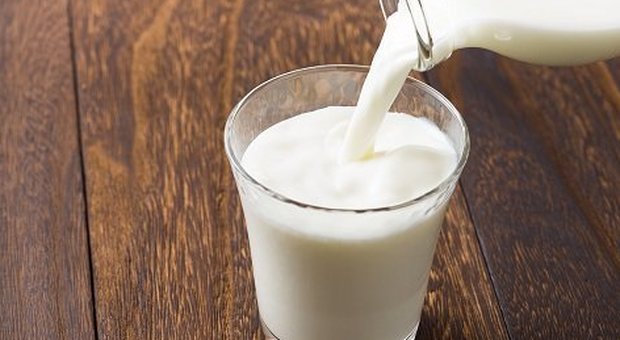Il latte di scarafaggio è più nutriente di quello di mucca e potrebbe un giorno essere la nostra colazione