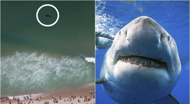 Avvistano uno squalo bianco e ordinano ai bagnanti di uscire dall'acqua