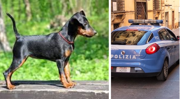 Magliana, ubriaco uccide il cane dell'ex e le distrugge la casa: arrestato 48enne romano