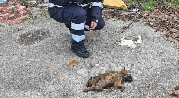 Napoli, ritrovati morti tra i rifiuti tre cuccioli di cane a Scampia