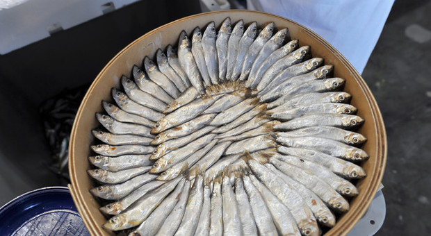 Da Parlamento Ue ok a riduzione pesca acciughe e sardine in Adriatico
