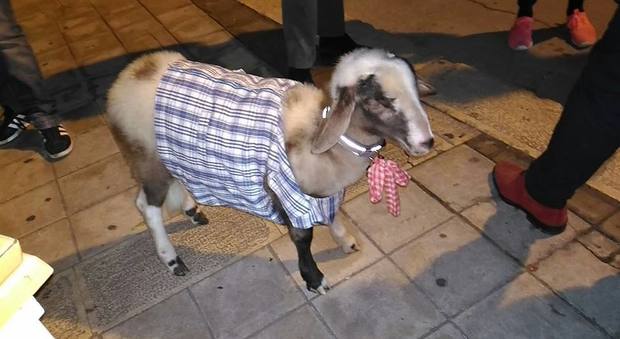 Sorpresa per le vie di Lecce: il cucciolo al guinzaglio è una pecora