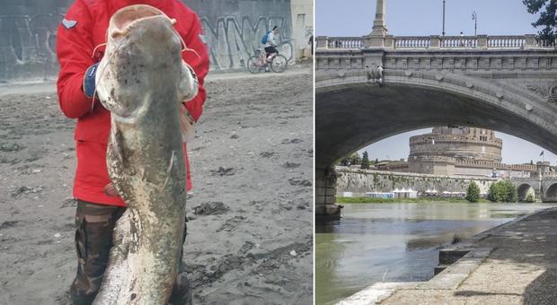 Roma, super pesca nel Tevere: a Castel Sant'Angelo catturato un siluro da 40 kg