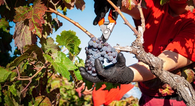 Brindisi, parte la vendemmia: meno uva per siccità e nubifragi, ma la qualità è alta