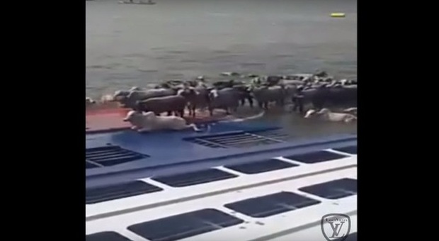 Nave con 5mila mucche naufraga in porto: strage di bovini in Brasile