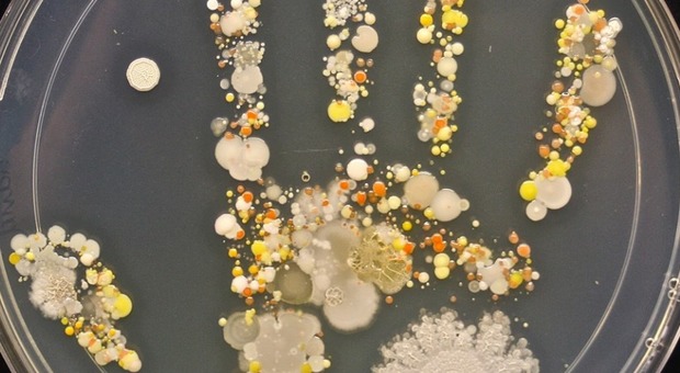 L'impronta del bambino su una piastra di Petri mostra la quantità di batteri ai quali siamo esposti ogni giorno.