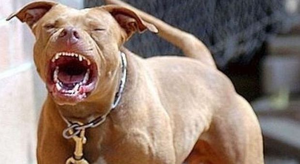 Pitbull in libertà attaccano altri cani: uno era in carrozzina con un bimbo