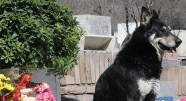 Morto Capitàn, il cane che per 12 anni ha vegliato sulla tomba del padrone scomparso