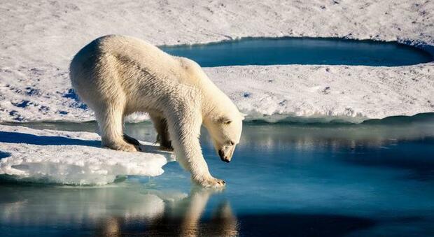 La crisi climatica costringe gli orsi polari a lasciare l'Alaska: l'allarme