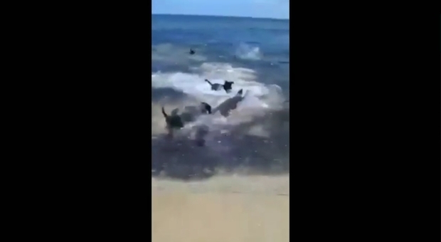 i cani mentre attaccano gli squali (filmato pubblicato su YouTube da You Fish Tv Channel)