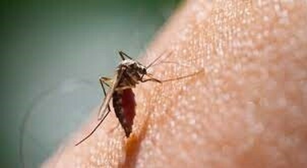Il 20 agosto è la giornata mondiale della zanzara, le malattie trasmesse dall'insetto sempre più insidioso