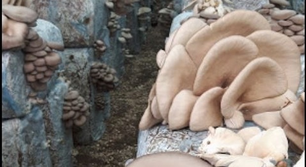 Macerata, funghi che passione: così il vivaio abbandonato si trasforma in una serra