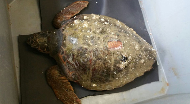 Cantieri Mose, tartaruga di 75 chili ritrovata e salvata dai volontari