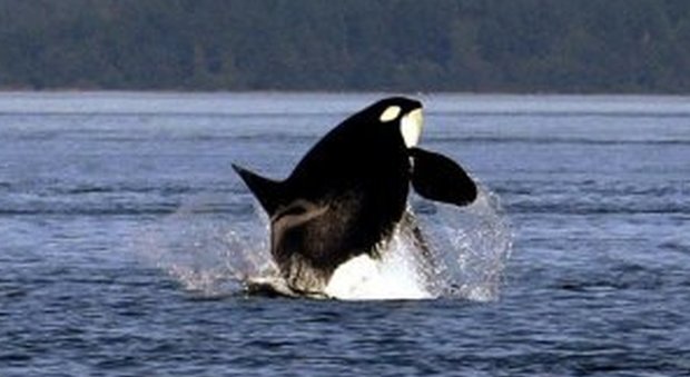 Norvegia, l'Unione europea in soccorso delle balene: «Stop alla caccia»