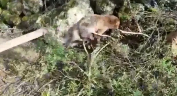 Allevatore tortura e uccide una volpe con un forcone, video choc su WhatsApp