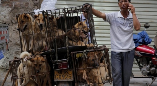Cani chiusi nelle gabbie e pronti per essere venduti e macellati (foto pubblicata da Ansa)