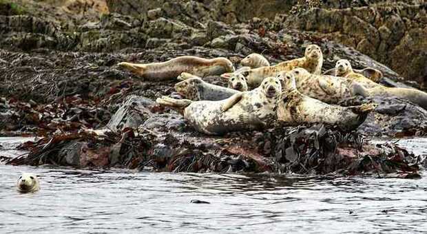 Cucciolo di foca ucciso per un selfie da due turisti, i custodi dell'isola: «Mai visto scena così terribile»