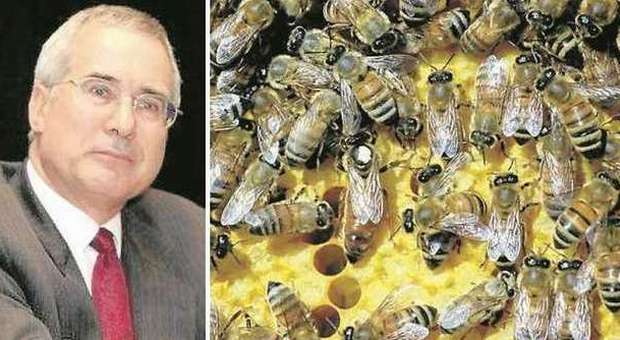 Allarme api: "Stanno scomparendo, ​senza di loro morirebbe anche il pianeta"