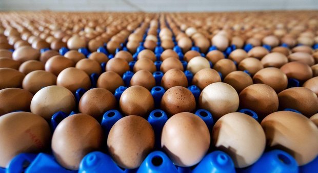 Uova contaminate, l'ultimo allarme dell'Ue: «Attenti anche alla carne dei polli»