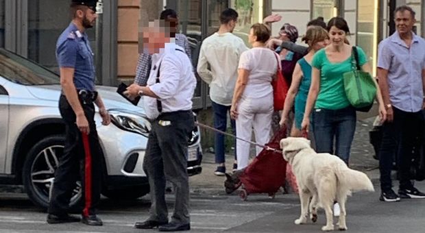 Cane nel bagagliaio dell'auto sotto il sole: i carabinieri e lo salvano e denunciano il proprietario