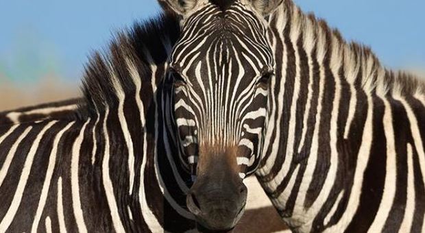 Una testa per due corpi: due zebre unite da un'illusione ottica