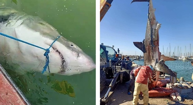 La femmina di squalo bianco catturata e uccisa a Djerba (immag diffuse sui social dall'associazione Houtiyat)