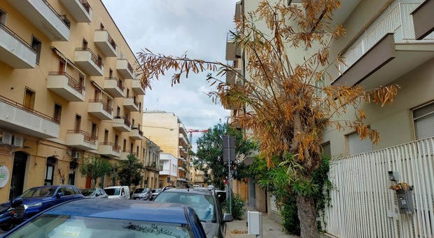 Lecce, alberi secchi e ammalati: in due anni una vera strage