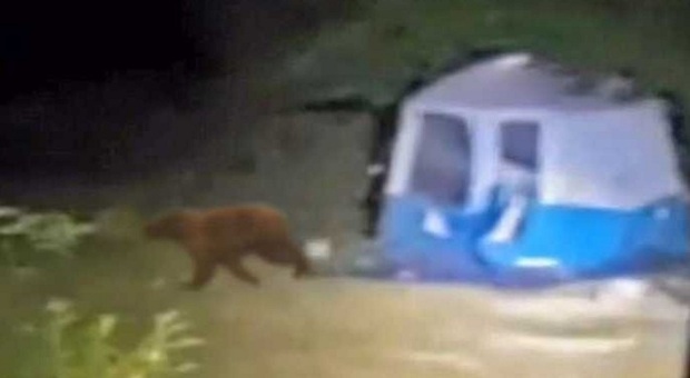 L'orso affamato irrompe nella tenda con le provviste del campo estivo, il direttore del Parco: «Capi scout irresponsabili»