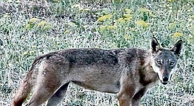 È allarme lupi: uccisi due asinelli. Sos alla Regione
