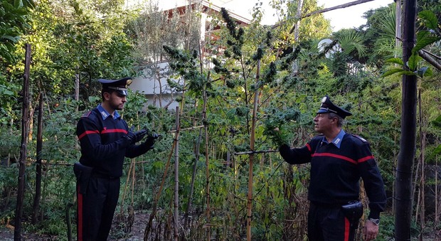 Piano di Sorrento, piantagione di cannabis nel giardino di casa: 35enne in manette