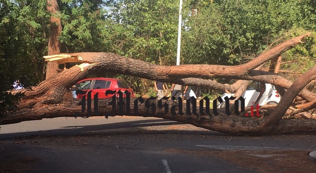 Roma, cade albero su via Cassia: auto resta intrappolata