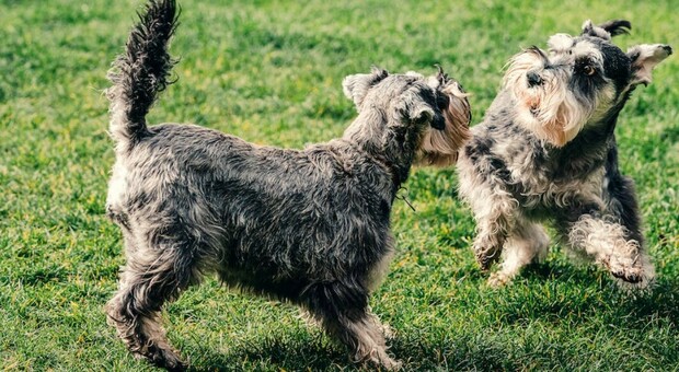 Cani senza guinzaglio nel parco, diffidati i padroni: «La prossima volta scattano le multe»