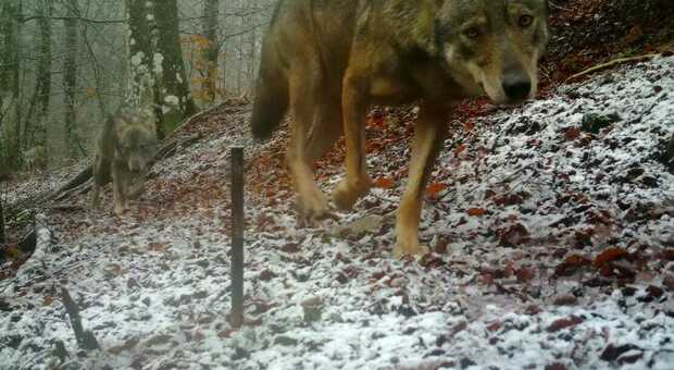 Cilento, era in fin di vita: lupo liberato e monitorato nel Parco