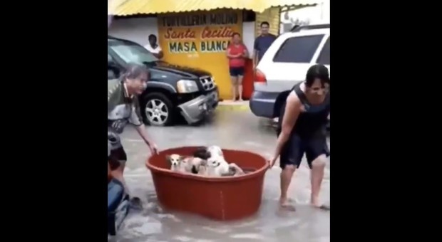 Una coppia messicana salva dei cuccioli dalle strade allagate e la scena diventa virale