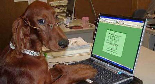 Anche ai cani si può misurare il quoziente intelletivo