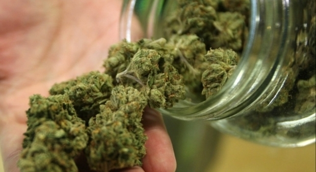 Medicinali a base di cannabis: ok del Consiglio alla legge dei 5 Stelle