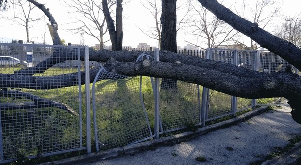 Napoli Est, crolla un albero sull'area per cani mai inaugurata