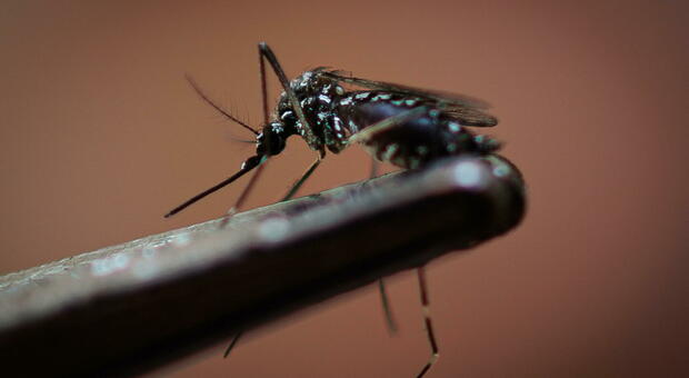 Dengue, allarme in Italia per la zanzara Aedes aegypti: le nuove misure del ministero per bloccare il "vettore" del virus