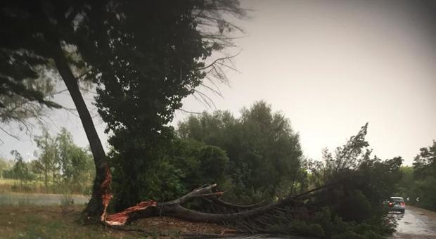 Un albero caduto sulla Pontina